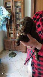 Cuccioli di cocker spaniel cioccolato