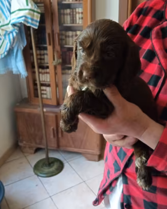 Cuccioli di cocker spaniel cioccolato