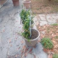 2 piante di gelsomino 