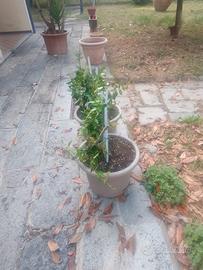 2 piante di gelsomino 