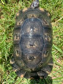 Tartaruga di terra