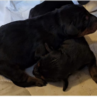 Prenotazioni cucciolo di doberman