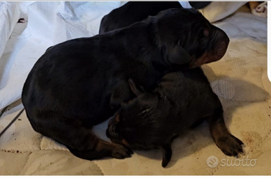 Prenotazioni cucciolo di doberman