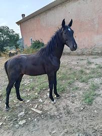 Puledro Italiano Masaf 2025 Salto Ostacoli