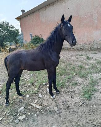Puledro Italiano Masaf 2025 Salto Ostacoli