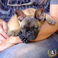 Cucciole di Bouledogue Francese ENCI