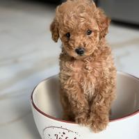 Cucciola Albicocca Barboncina Toy Pedigree Enci