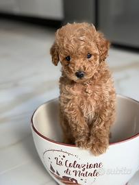 Cucciola Albicocca Barboncina Toy Pedigree Enci