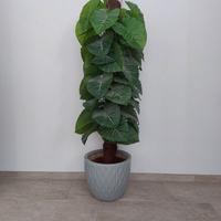 Pianta finta appartamento