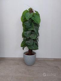 Pianta finta appartamento