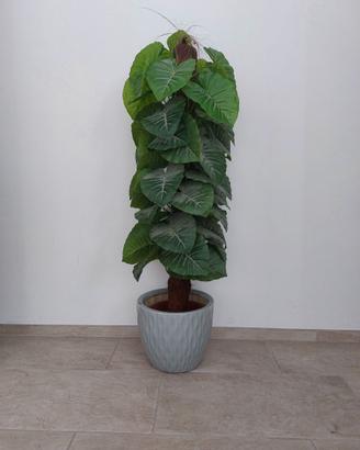 Pianta finta appartamento