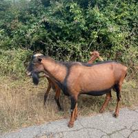 Becco camosciato delle Alpi