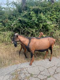 Becco camosciato delle Alpi