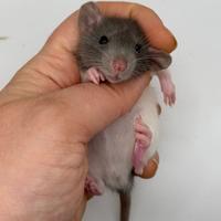 Cuccioli di ratto domestico selezionati