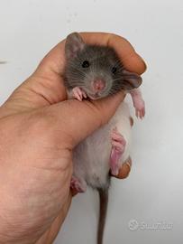 Cuccioli di ratto domestico selezionati