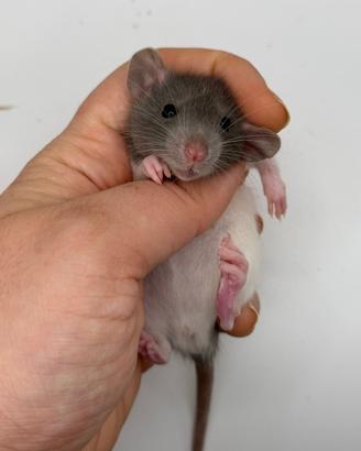 Cuccioli di ratto domestico selezionati