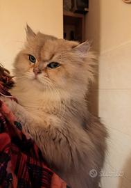 Splendido british longhair golden pedigree