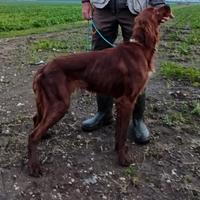 Setter Irlandese