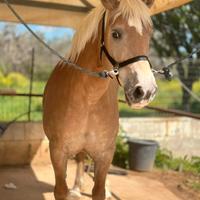 Haflinger documenti originali