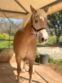 Haflinger documenti originali