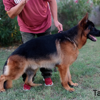 Pastore tedesco vendita