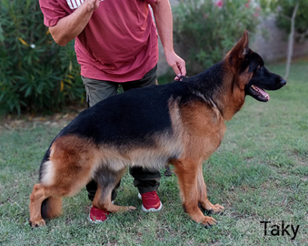Pastore tedesco vendita