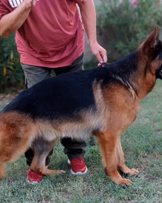 Pastore tedesco vendita