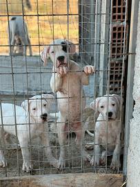 Cuccioli dogo argentino disponibili