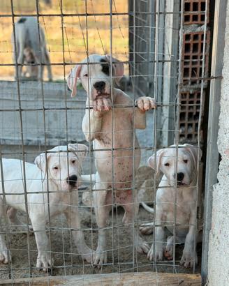 Cuccioli dogo argentino disponibili