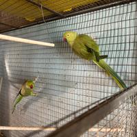 Parrocchetti dal collare