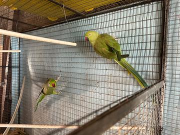 Parrocchetti dal collare