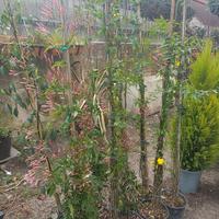 piante di Rincosperma (Falso Gelsomino) 