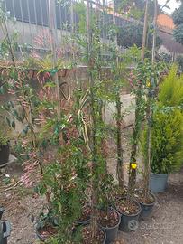 piante di Rincosperma (Falso Gelsomino) 