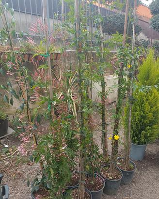 piante di Rincosperma (Falso Gelsomino) 