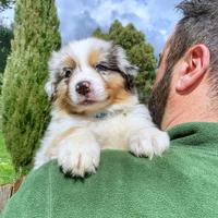 Disponibili cuccioli di pastore australiano