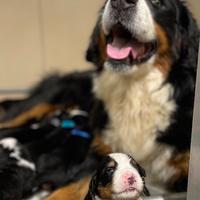 Cuccioli di Bovaro del Bernese