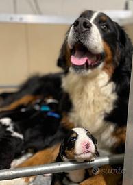 Cuccioli di Bovaro del Bernese
