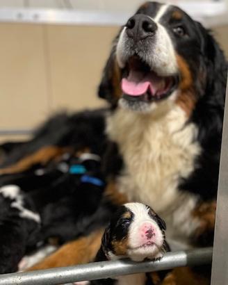 Cuccioli di Bovaro del Bernese