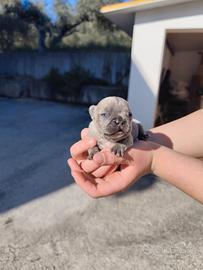 Cucciolo di Bulldog Francese