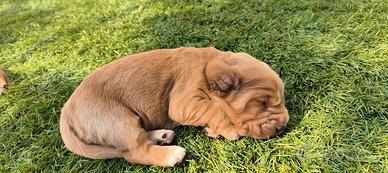 Cocker spaniel fulvo