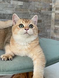 British Shorthair