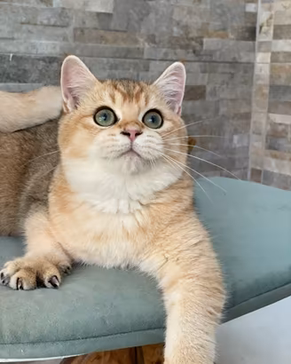 British Shorthair