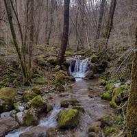 Boschi per vari usi anche bordo strada