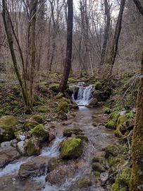 Boschi per vari usi anche bordo strada