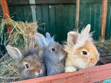 Conigli nani colorati