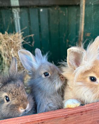 Conigli nani colorati