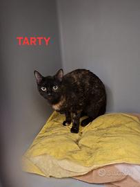 Gattina squamina (tartaruga)