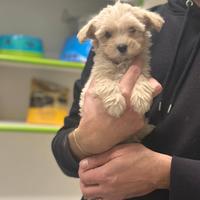 Maltipoo ( Barboncino Maltese) chamapagne scura