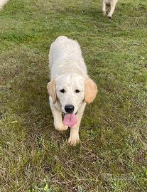 Cucciolona di Golden Retriever