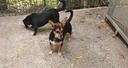 pic-poc-cuccioli-di-piccola-taglia